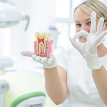 Dentist holding model tooth in one hand and making “ok” sign with the other